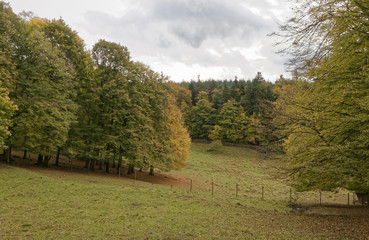 Fototapeta na wymiar Forest pasture in autumn.
