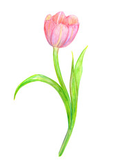 pretty pink tulip for your design. watercolor painting