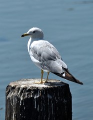 Seagull on Post 2