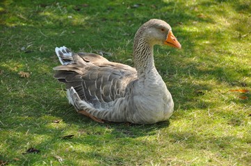 Duck Resting 2