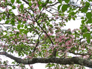  Pink Dogwood flower