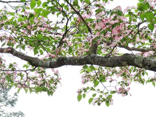  Pink Dogwood flower
