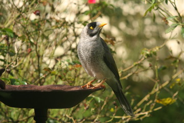 Noisey Miner at a bird feeder