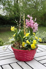 Frühlingsblumen