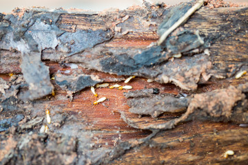 Close up of termites or white ants