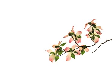  Pink Dogwood flower