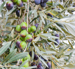 olives on tree autumn 