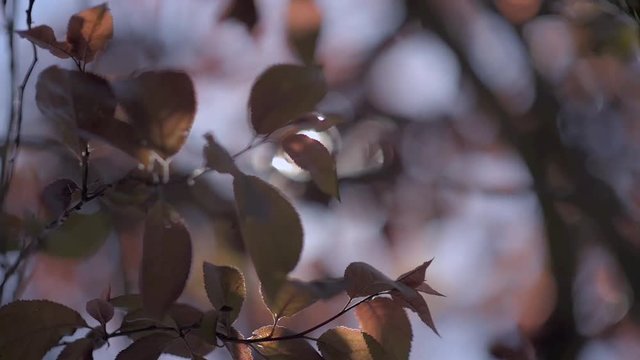 Selective focus on a branch of prunus pisardi