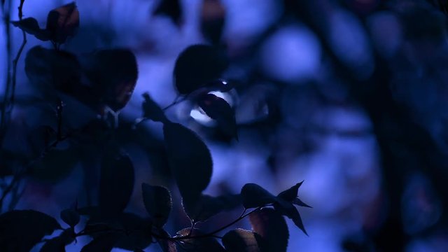 Branches of prunus pisardi moved by the wind at night