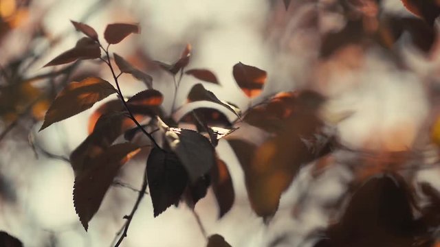 Selective focus on a branch of prunus pisardi