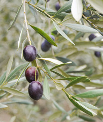 olives on tree autumn 
