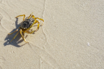 crab crawling on sandy shores