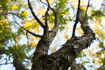 Green Branching Tree