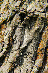 Tree bark texture. Wood background