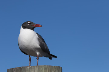 Laughing Gull, Clearwater, Florida