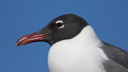 Fototapeta premium Laughing Gull, Clearwater, Florida