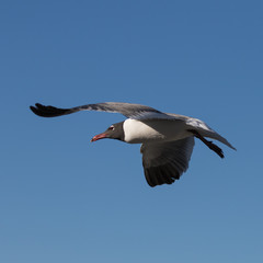 Laughing Gull Flying, Clearwater, Florida