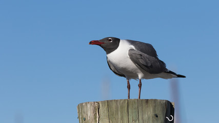 Laughing Gull, Clearwater, Florida