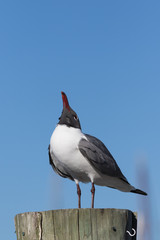 Laughing Gull Cawing, Clearwater, Florida