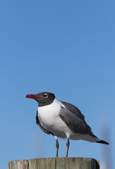 Laughing Gull, Clearwater, Florida