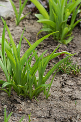 Young shoots of lilies in the garden