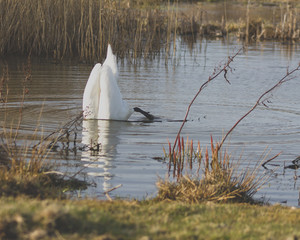 a swan feeding