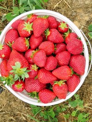 A bucket of freshly picked, ripened, strawberries