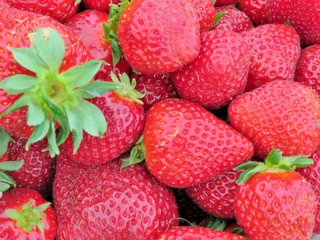 Fresh, ripe, strawberries