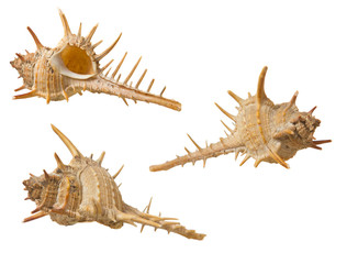 Fototapeta premium sea shell with spikes on white background