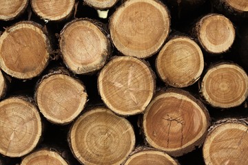 logs, woods, construction