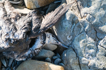 The corpse of a bird on the seaside on the rocks