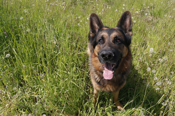 Dog german shepherd and grass around in a summer
