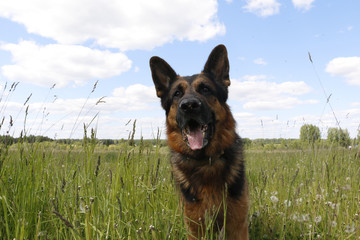 German shepherd dog in sunny day