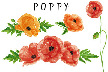 poppy flowers watercolor