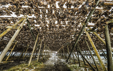 Traditional outdoor drying Norwegian cod.