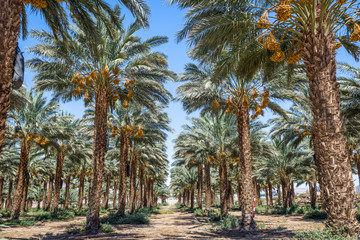 Date palms with ripening fruits. Desert agriculture of the Middle East