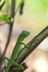 Green crested lizard - Bronchocela cristatella. Wild animal from Mulu National Park in Malaysia, Borneo
