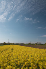 Obraz premium rapeseed oil fields between the moraine hills of Buja. Friuli