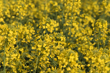 Rapeseed oil fields between the moraine hills of Buja. Friuli