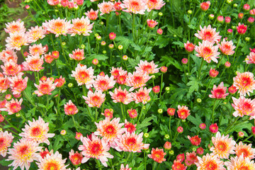 Fototapeta premium Flower, Autumn, Bouquet, Bunch of Flowers, Chrysanthemum