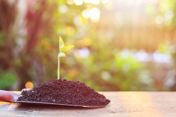 Young beans plant in soil. Outdoor shooting with green blur and bokeh in garden background