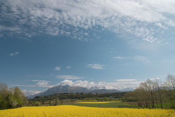 Rapeseed oil fields between the moraine hills of Buja. Friuli