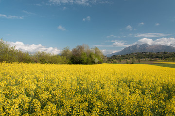 Rapeseed oil fields between the moraine hills of Buja. Friuli