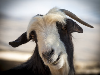 Omani goat, Jebel Shams, Oman
