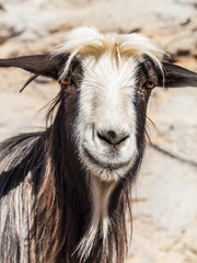Omani goat, Jebel Shams, Oman