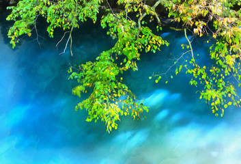 Colorful painting of birch tree branches