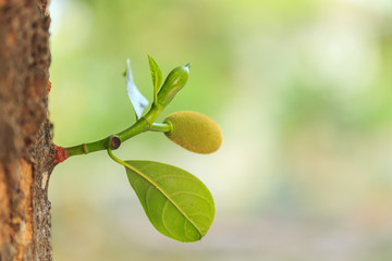 Young small green jackfruit on tree branch and blur background