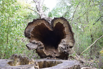 Herzförmiger Baumstamm