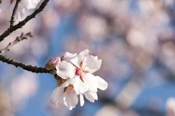 A pink blossom tree with stamen