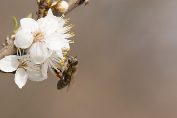 A bee on a blossom tree